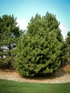 Сосна Чёрная (Pinus Nigra) купить по цене от 270.00р. в интернет-магазине «Посадика» с доставкой почтой в в Нижнем Новгороде и по всей России – [изображение №1].