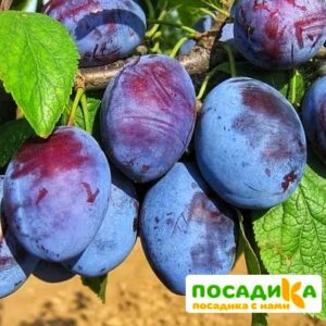 Слива Чачакская ранняя купить по цене от 229.00р. в интернет-магазине «Посадика» с доставкой почтой в в Нижнем Новгороде и по всей России – [изображение №1].