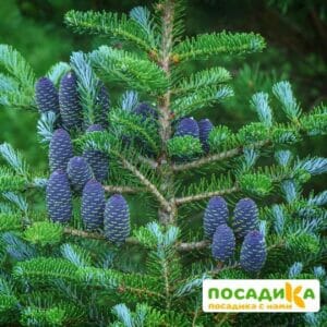 Пихта корейская (Abies koreana) купить по цене от 450.00р. в интернет-магазине «Посадика» с доставкой почтой в в Нижнем Новгороде и по всей России – [изображение №1].