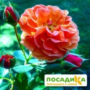 Роза Арабия купить по цене от 350.00р. в интернет-магазине «Посадика» с доставкой почтой в в Нижнем Новгороде и по всей России – [изображение №1].