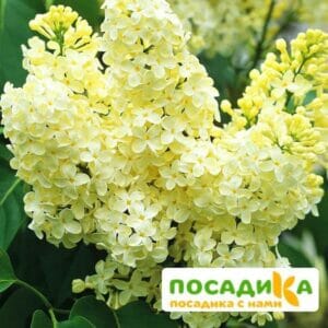 Сирень Примроуз (Primrose) купить по цене от 529.00р. в интернет-магазине «Посадика» с доставкой почтой в в Нижнем Новгороде и по всей России – [изображение №1].