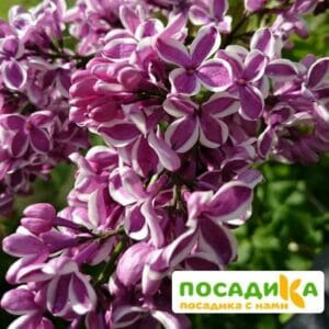 Сирень Сенсация купить по цене от 529.00р. в интернет-магазине «Посадика» с доставкой почтой в в Нижнем Новгороде и по всей России – [изображение №1].