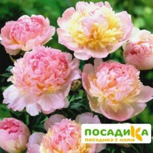 Пион Распберри Сандей (Paeonia Raspberry Sundae) купить по цене от 959р. в интернет-магазине «Посадика» с доставкой почтой в в Нижнем Новгороде и по всей России – [изображение №1].