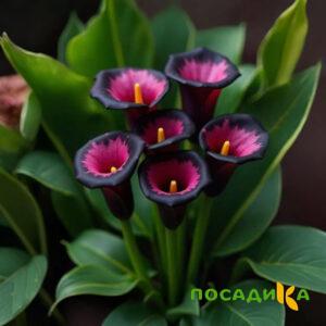 Калла Аура Лейс купить по цене от 400р. в интернет-магазине «Посадика» с доставкой почтой в в Нижнем Новгороде и по всей России – [изображение №1].