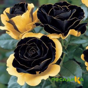 Роза Ханни Сикл купить по цене от 700р. в интернет-магазине «Посадика» с доставкой почтой в в Нижнем Новгороде и по всей России – [изображение №1].
