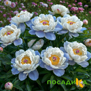 Пион акварельный Этюд купить по цене от 806р. в интернет-магазине «Посадика» с доставкой почтой в в Нижнем Новгороде и по всей России – [изображение №1].