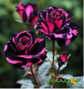 Роза Багровый Шепот купить по цене от 366р. в интернет-магазине «Посадика» с доставкой почтой в в Нижнем Новгороде и по всей России – [изображение №1].