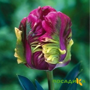 Тюльпан Экзотик Хэвен купить по цене от 186р. в интернет-магазине «Посадика» с доставкой почтой в в Нижнем Новгороде и по всей России – [изображение №1].