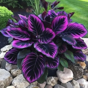 Хоста Люминоза купить по цене от 450р. в интернет-магазине «Посадика» с доставкой почтой в в Нижнем Новгороде и по всей России – [изображение №1].