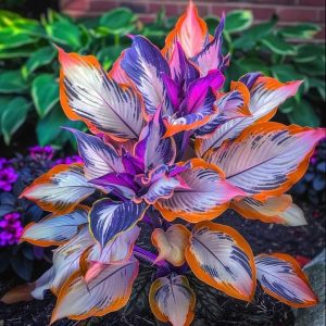 Хоста Эмеральд Тиара купить по цене от 602р. в интернет-магазине «Посадика» с доставкой почтой в в Нижнем Новгороде и по всей России – [изображение №1].