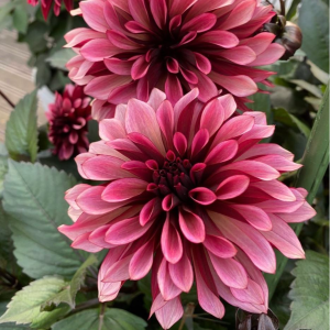 Георгин Перли Сансет купить по цене от 309р. в интернет-магазине «Посадика» с доставкой почтой в в Нижнем Новгороде и по всей России – [изображение №1].