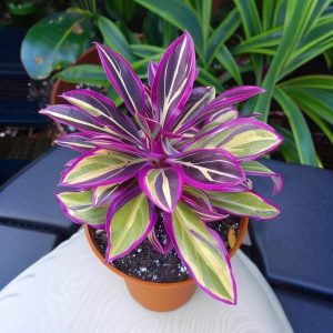 Хоста Сильвер Стик купить по цене от 650р. в интернет-магазине «Посадика» с доставкой почтой в в Нижнем Новгороде и по всей России – [изображение №1].