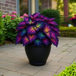 Хоста Фрости Блю купить по цене от 389р. в интернет-магазине «Посадика» с доставкой почтой в в Нижнем Новгороде и по всей России – [изображение №1].