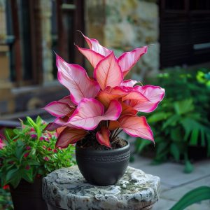 Хоста Розовая Симфония купить по цене от 800р. в интернет-магазине «Посадика» с доставкой почтой в в Нижнем Новгороде и по всей России – [изображение №1].