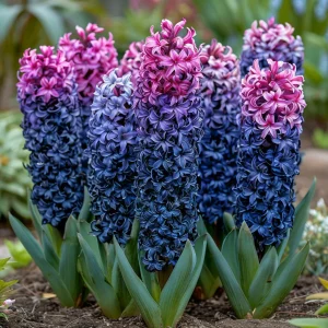 Гиацинт Блю Спринг купить по цене от 2099р. в интернет-магазине «Посадика» с доставкой почтой в в Нижнем Новгороде и по всей России – [изображение №1].