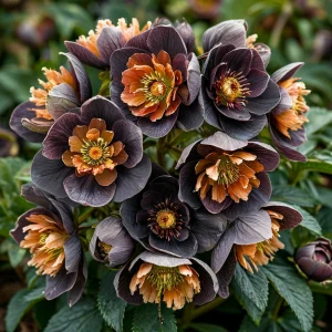 Морозник Блум Айс купить по цене от 499р. в интернет-магазине «Посадика» с доставкой почтой в в Нижнем Новгороде и по всей России – [изображение №1].