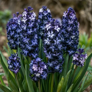 Гиацинт Блум Клауд купить по цене от 2099р. в интернет-магазине «Посадика» с доставкой почтой в в Нижнем Новгороде и по всей России – [изображение №1].