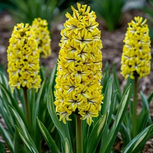 Гиацинт Сансет Голд купить по цене от 2099р. в интернет-магазине «Посадика» с доставкой почтой в в Нижнем Новгороде и по всей России – [изображение №1].