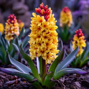 Гиацинт Миднайт Мистери купить по цене от 2099р. в интернет-магазине «Посадика» с доставкой почтой в в Нижнем Новгороде и по всей России – [изображение №1].