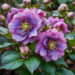 Морозник Айс Принцесс Чарм купить по цене от 650р. в интернет-магазине «Посадика» с доставкой почтой в в Нижнем Новгороде и по всей России – [изображение №1].