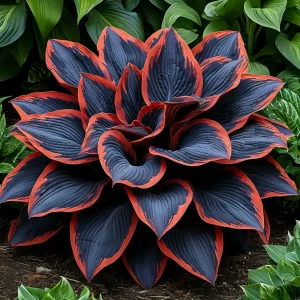 Хоста Солнечный Агат купить по цене от 440р. в интернет-магазине «Посадика» с доставкой почтой в в Нижнем Новгороде и по всей России – [изображение №1].