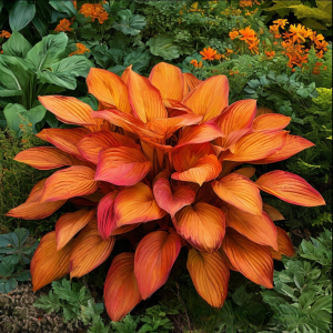 Хоста Солнечный Нектар купить по цене от 605р. в интернет-магазине «Посадика» с доставкой почтой в в Нижнем Новгороде и по всей России – [изображение №1].