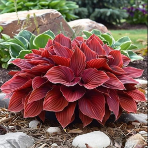 Хоста Рэд Эйнджл купить по цене от 549р. в интернет-магазине «Посадика» с доставкой почтой в в Нижнем Новгороде и по всей России – [изображение №1].