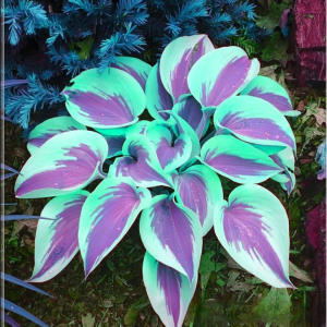 Хоста Висперин Бьюти купить по цене от 379р. в интернет-магазине «Посадика» с доставкой почтой в в Нижнем Новгороде и по всей России – [изображение №1].