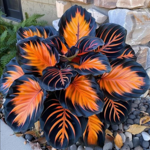 Хоста Сикрет Форест купить по цене от 601р. в интернет-магазине «Посадика» с доставкой почтой в в Нижнем Новгороде и по всей России – [изображение №1].