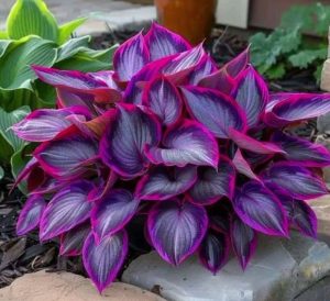 Хоста Сикрет Гарденс купить по цене от 549р. в интернет-магазине «Посадика» с доставкой почтой в в Нижнем Новгороде и по всей России – [изображение №1].