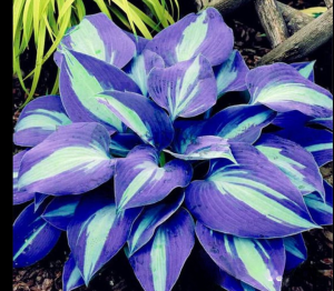 Хоста Аурелия купить по цене от 450р. в интернет-магазине «Посадика» с доставкой почтой в в Нижнем Новгороде и по всей России – [изображение №1].